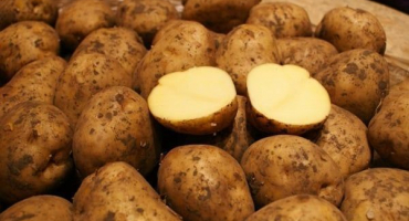 Popis odrůdy brambor riviera, zemědělská technika a pravidla pěstování